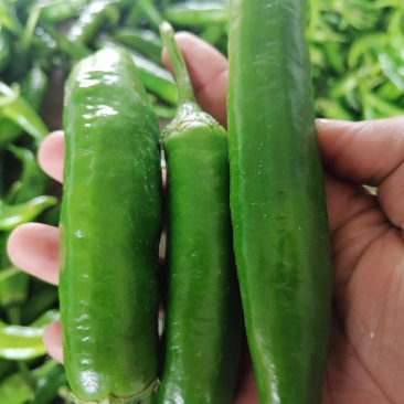 大椒大青椒羊角椒线椒杭椒新鲜羊角椒大青椒