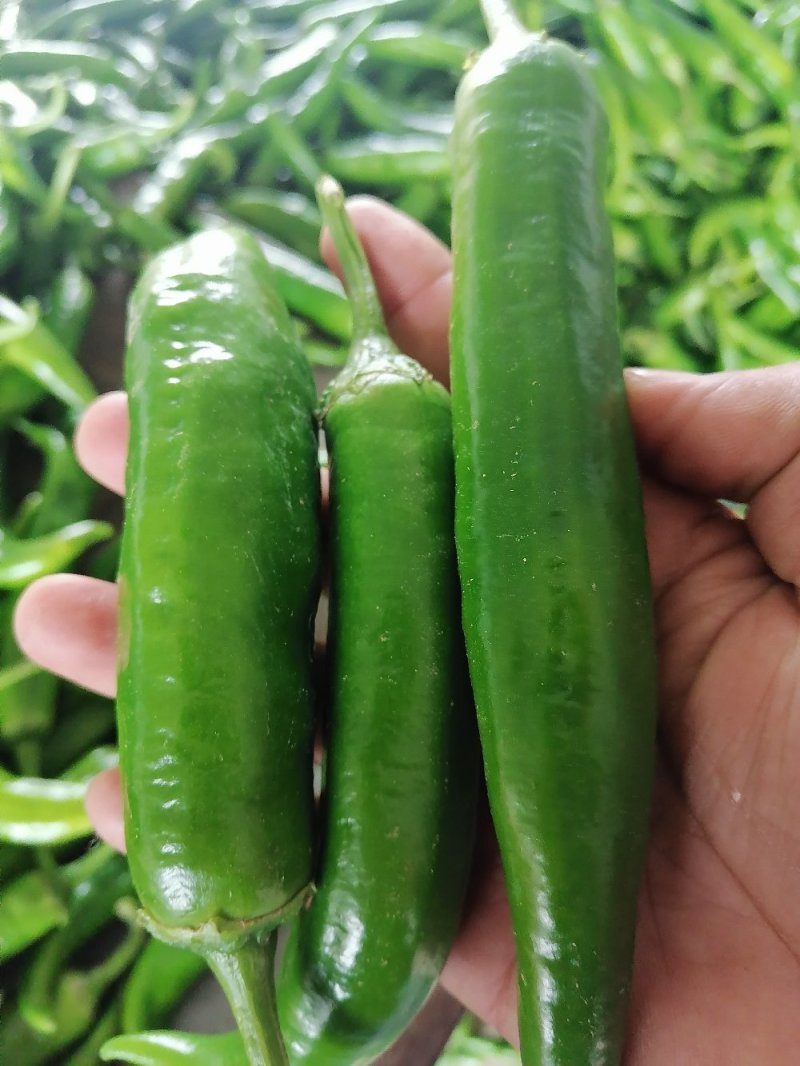 大椒大青椒羊角椒线椒杭椒新鲜羊角椒大青椒