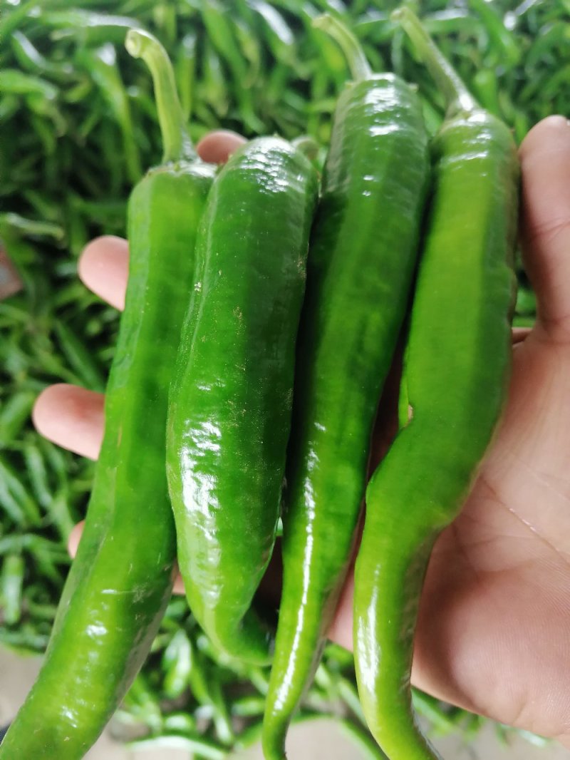 大椒大青椒羊角椒线椒杭椒新鲜羊角椒大青椒
