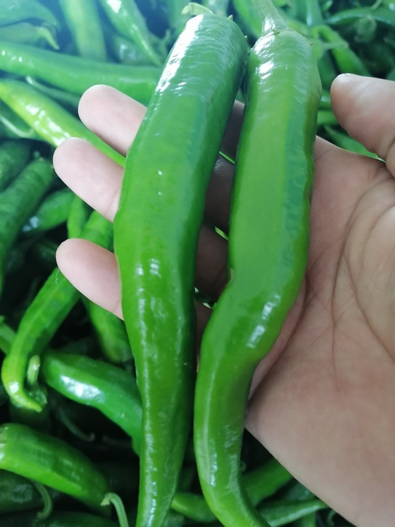 大椒大青椒羊角椒线椒杭椒新鲜羊角椒大青椒