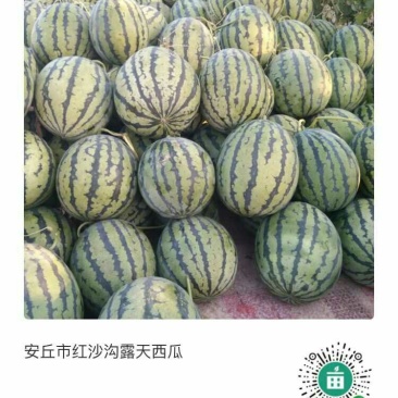 安丘市红沙沟露天西瓜