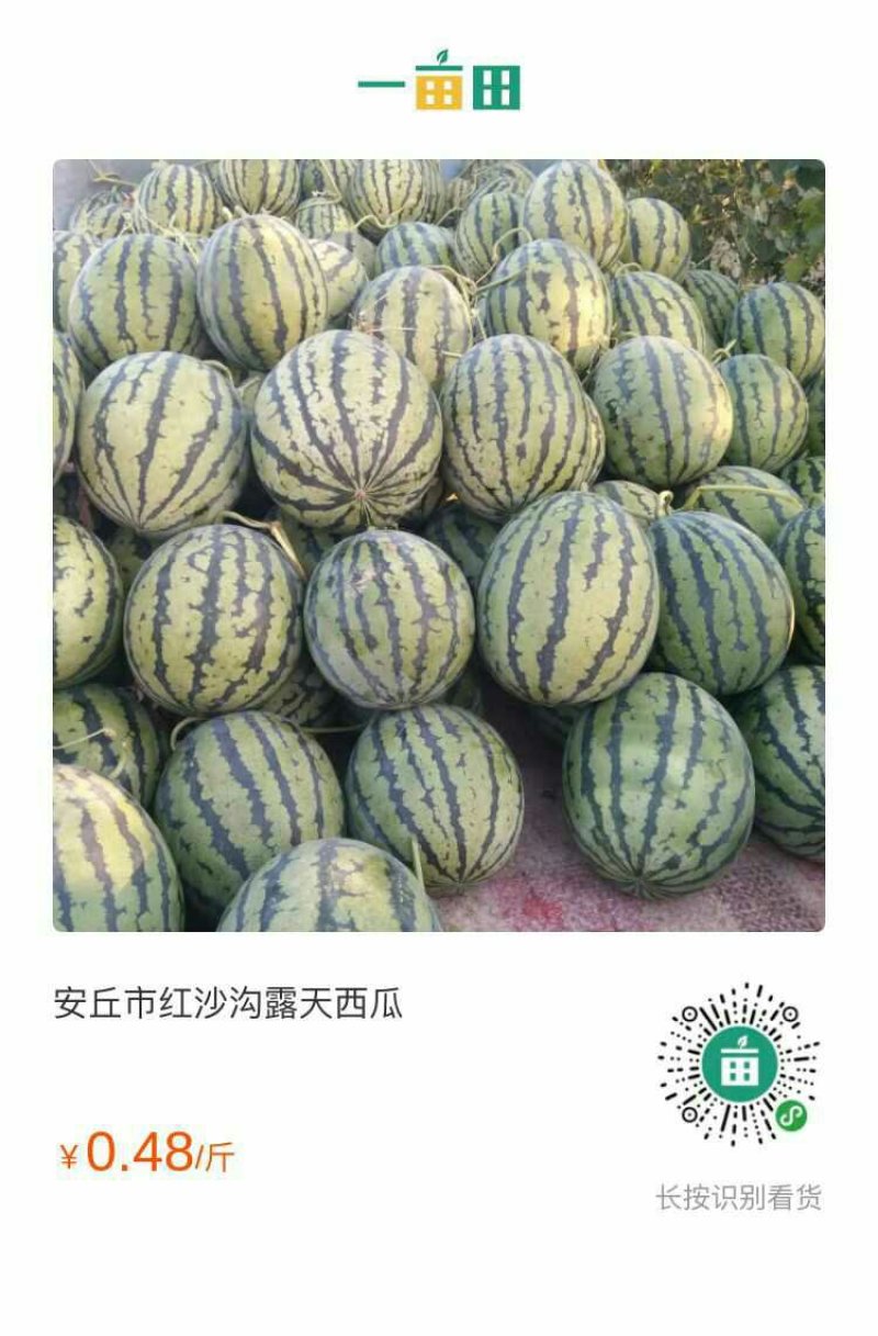 安丘市红沙沟露天西瓜