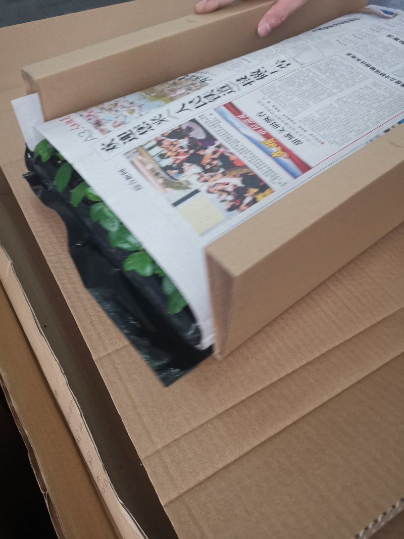金钻盆栽绿公主单株苗蔓绿绒绿钻精品网红版桌面小盆栽