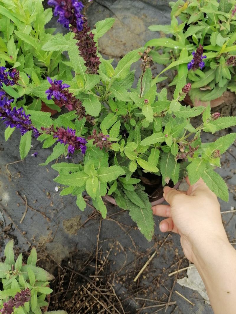 基地直销鼠尾草鼠尾草杯苗40-45高鼠尾草批发