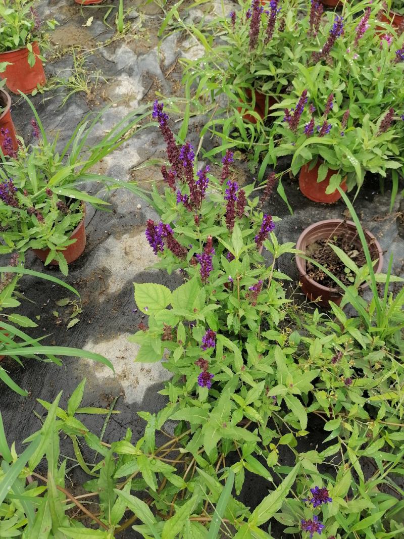 基地直销鼠尾草鼠尾草杯苗40-45高鼠尾草批发