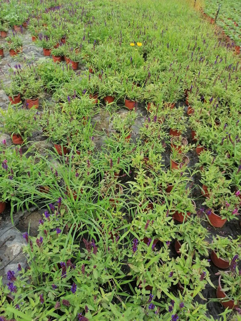 基地直销鼠尾草鼠尾草杯苗40-45高鼠尾草批发