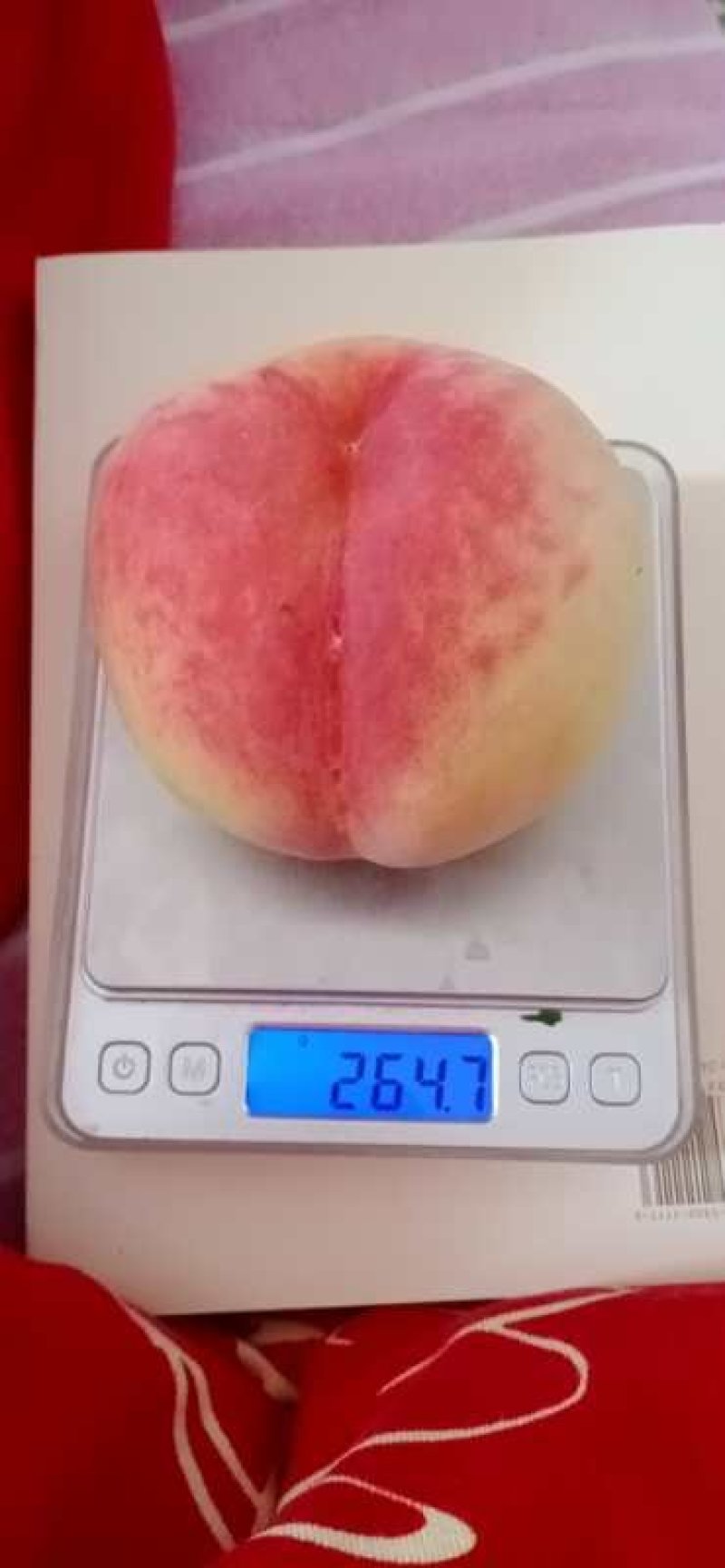 有名毛桃