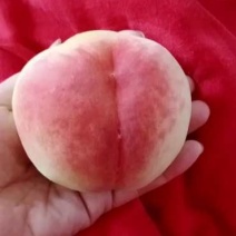 有名毛桃