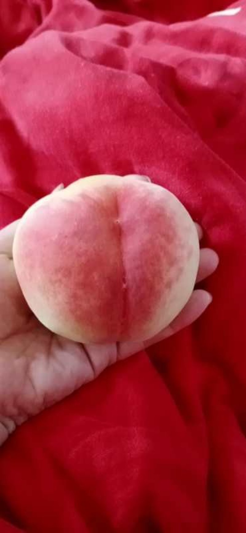 有名毛桃