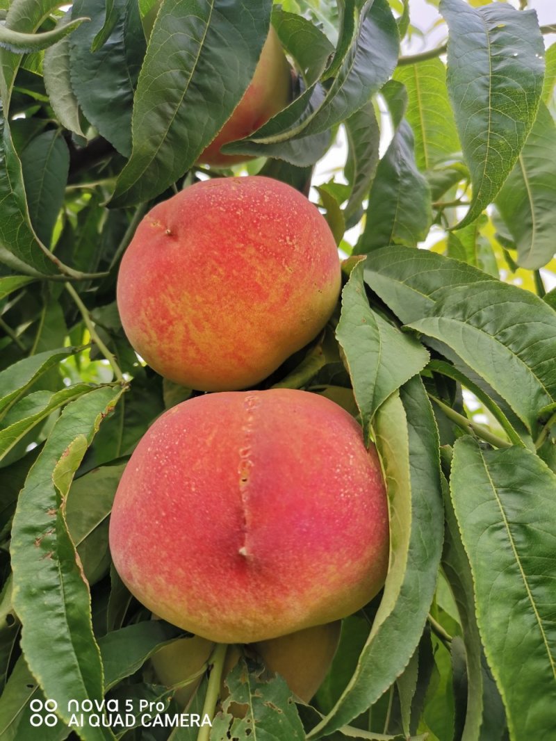 有名毛桃