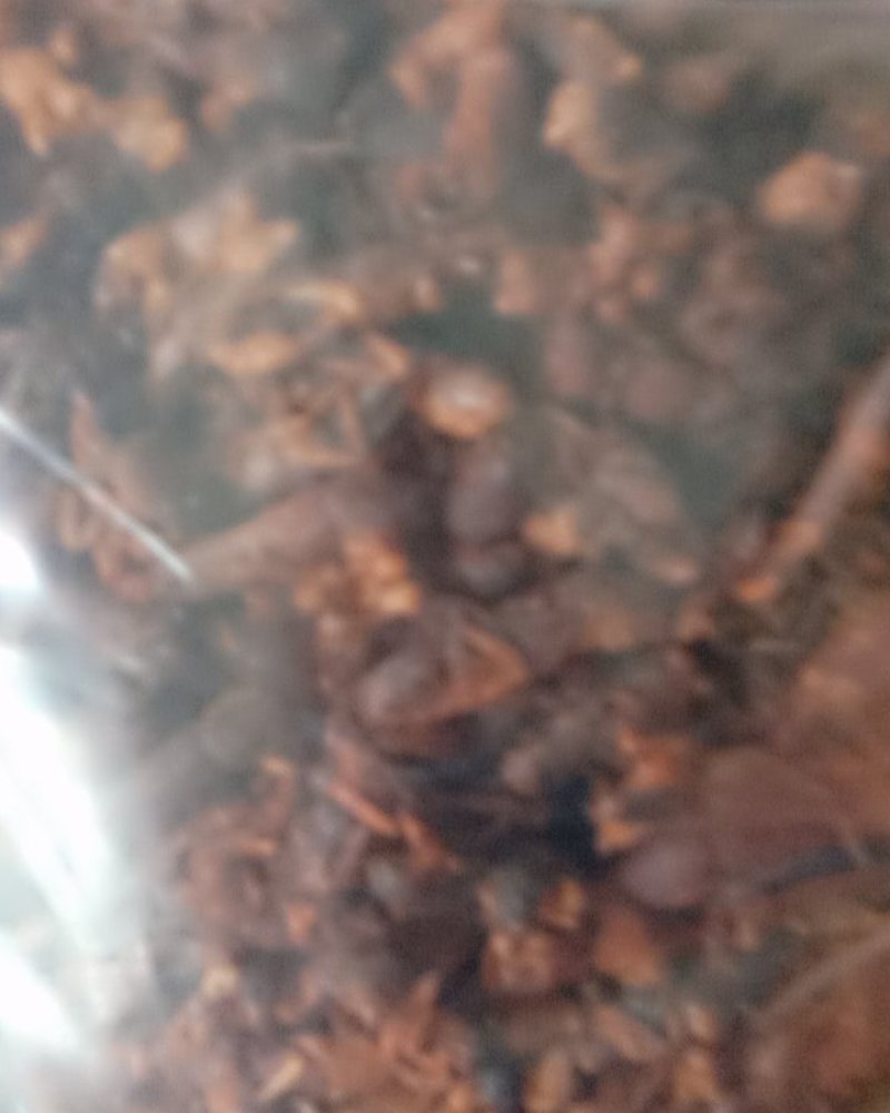蝼蛄，常年批发供应昆虫干蝼蛄，中药材