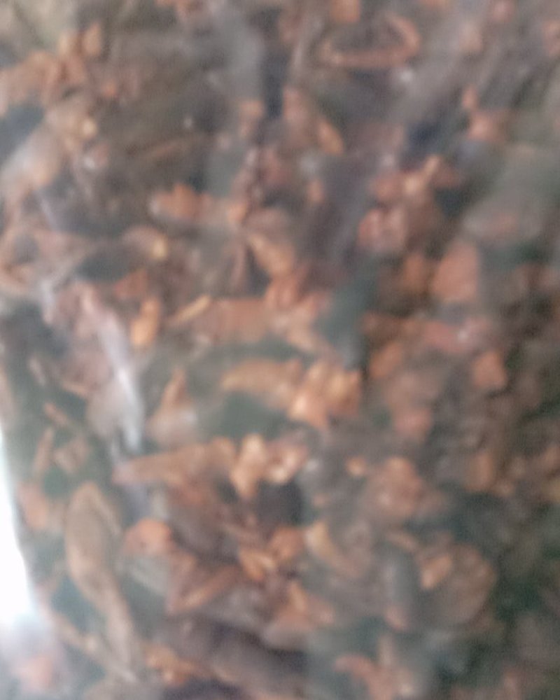 蝼蛄，常年批发供应昆虫干蝼蛄，中药材
