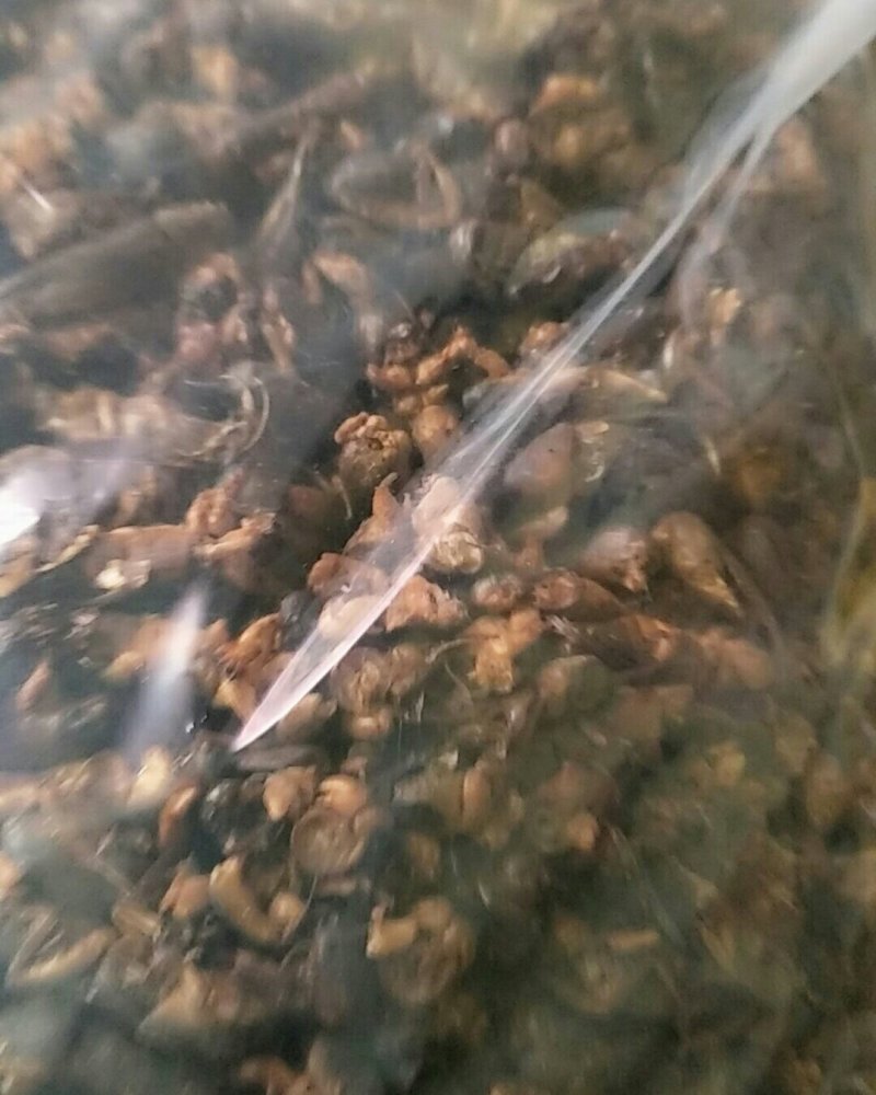 蝼蛄，常年批发供应冷背中药材蝼蛄
