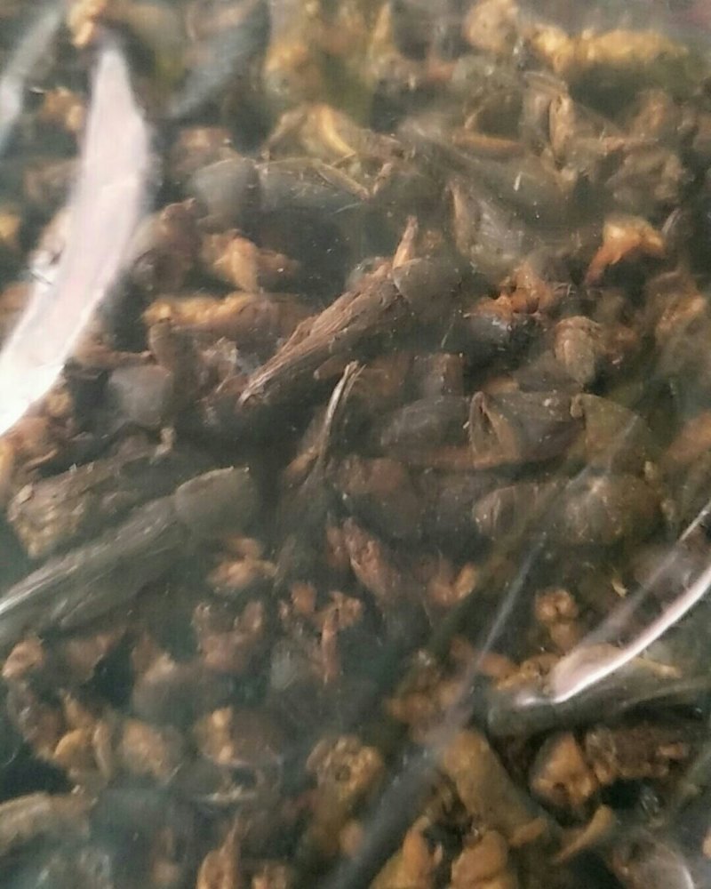 蝼蛄，常年批发供应冷背中药材蝼蛄