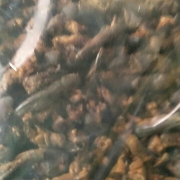 蝼蛄，常年批发供应冷背中药材蝼蛄