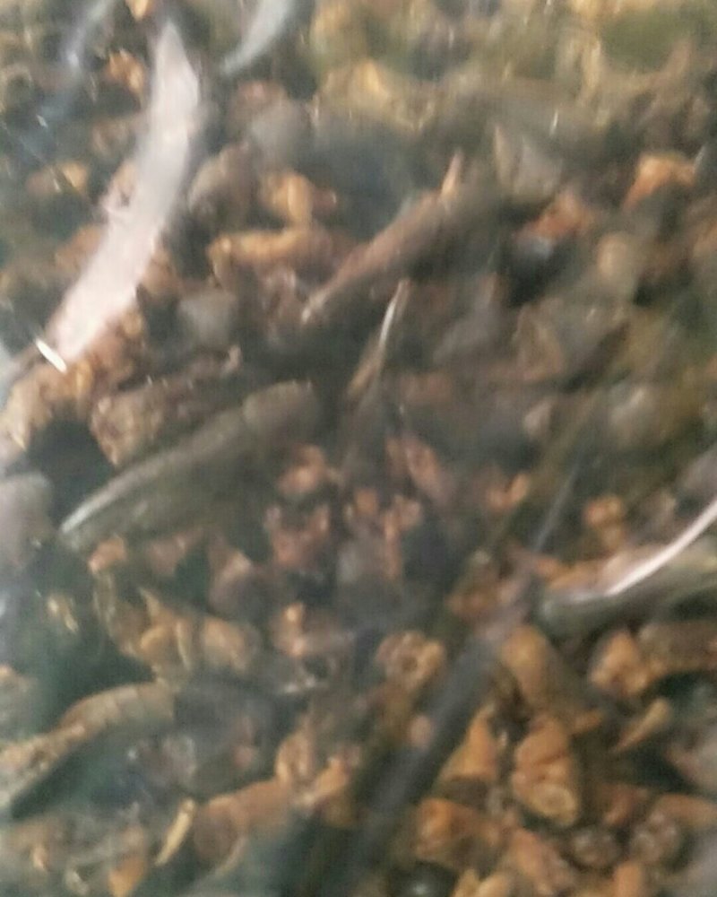 蝼蛄，常年批发供应冷背中药材蝼蛄