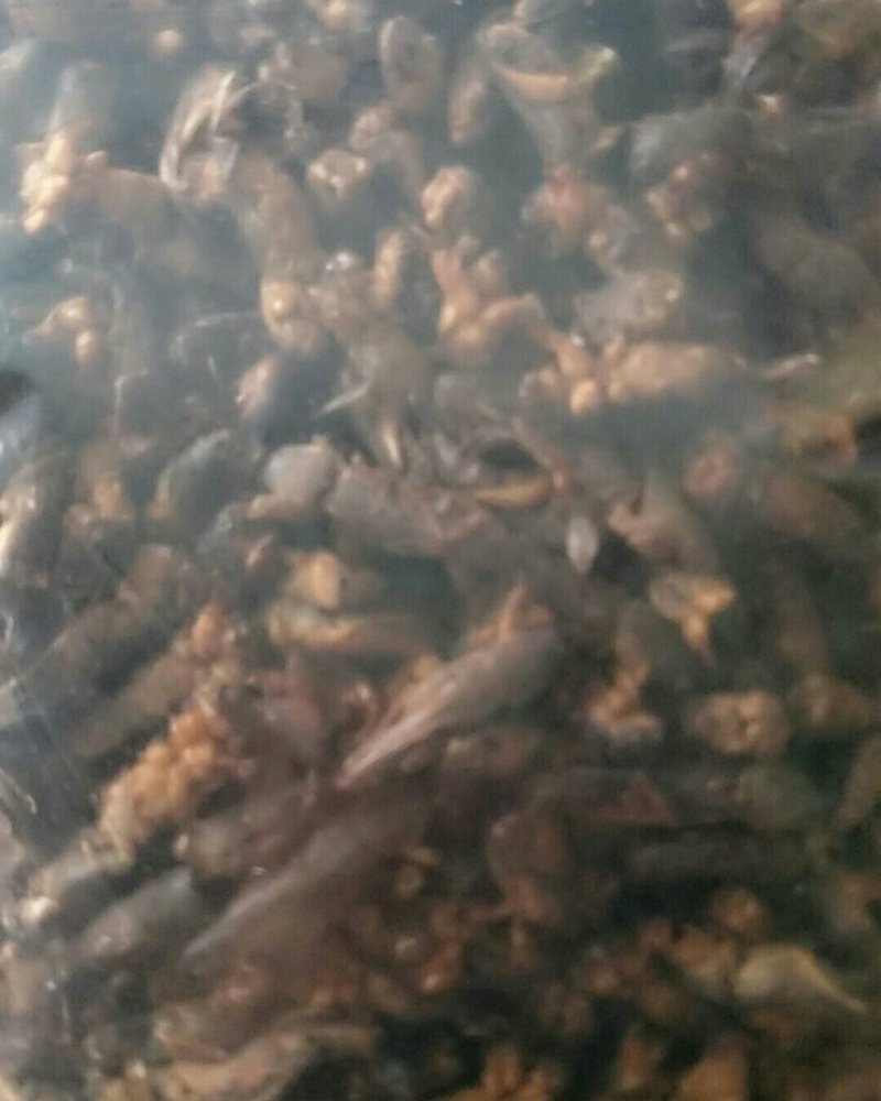 蝼蛄，常年批发供应冷背中药材蝼蛄