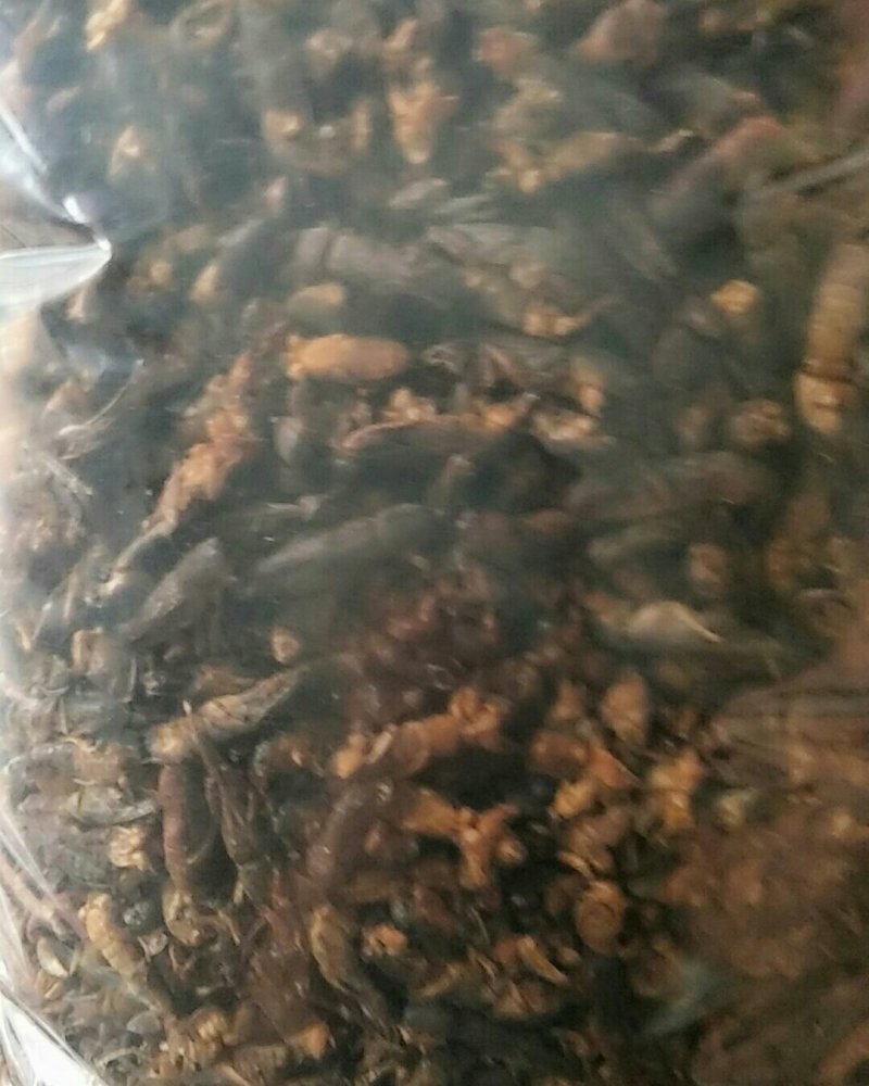 蝼蛄，常年批发供应冷背中药材蝼蛄