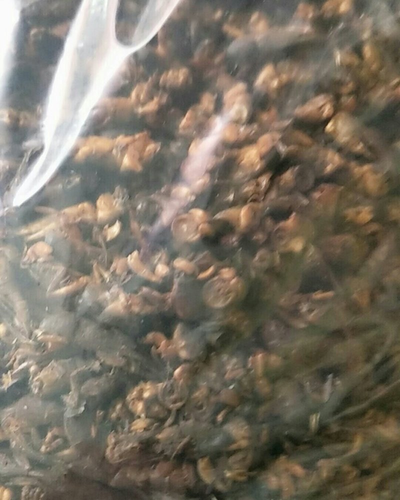 蝼蛄，常年批发供应冷背中药材蝼蛄