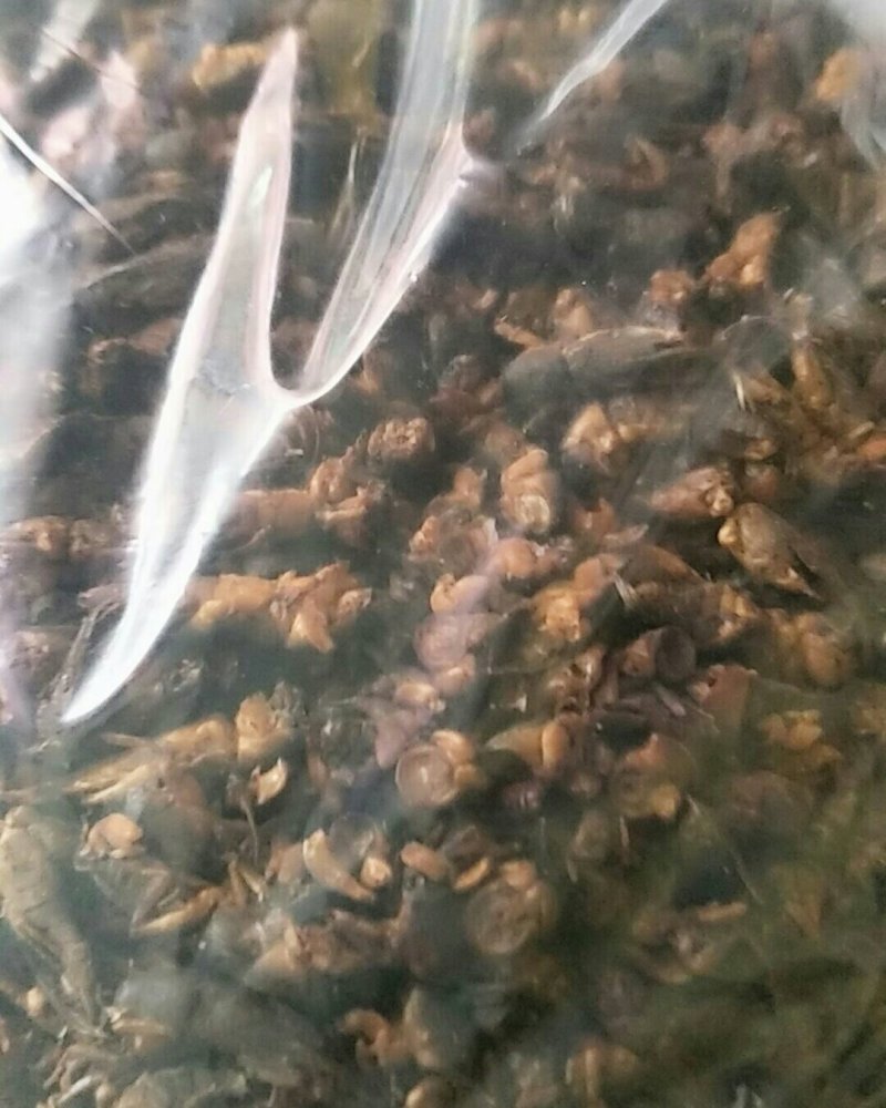 蝼蛄，常年批发供应冷背中药材蝼蛄