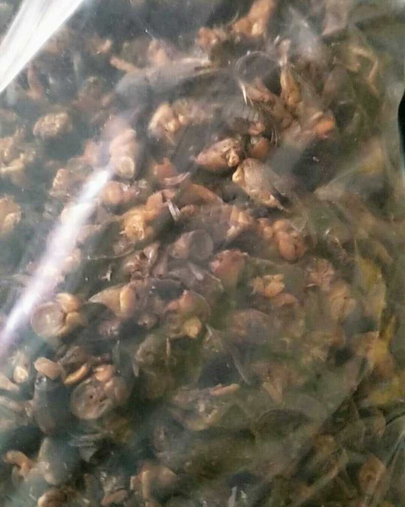 蝼蛄，常年批发供应冷背中药材蝼蛄