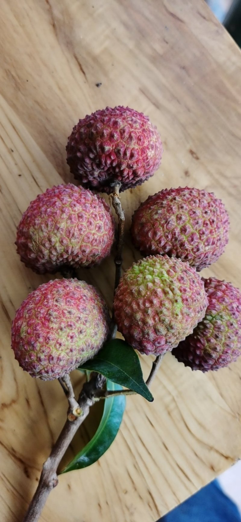 鸡嘴荔