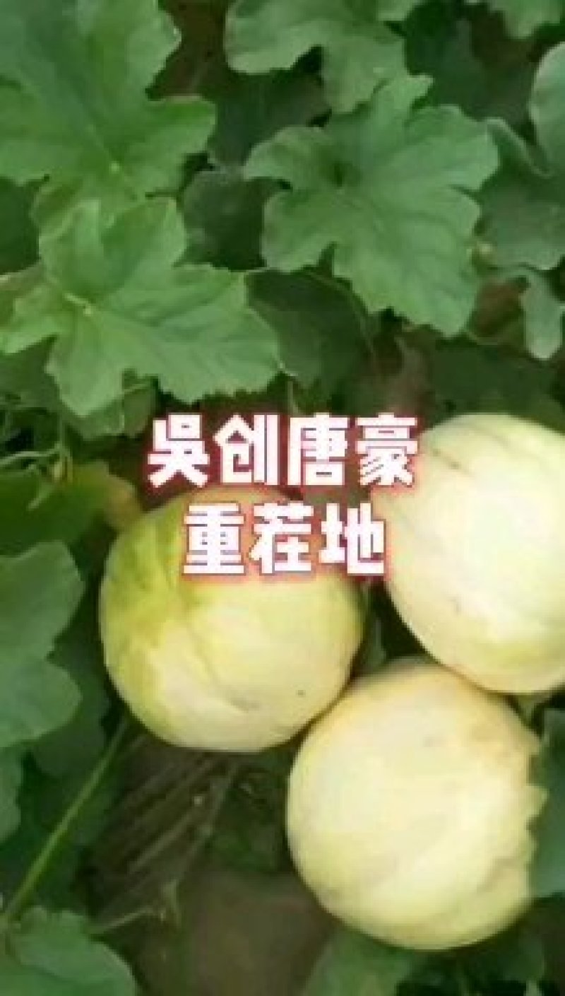 甜瓜