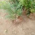 云蒙蓝莓基地供应兔眼蓝莓薄雾蓝莓种苗现挖现适卖南北方栽培