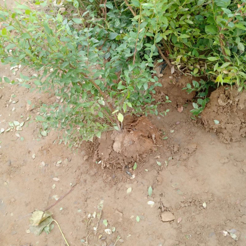 云蒙蓝莓基地供应兔眼蓝莓薄雾蓝莓种苗现挖现适卖南北方栽培