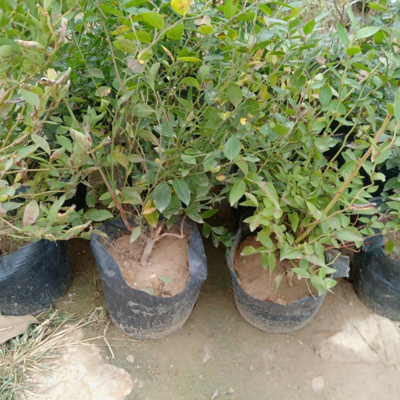 云蒙蓝莓基地供应兔眼蓝莓薄雾蓝莓种苗现挖现适卖南北方栽培