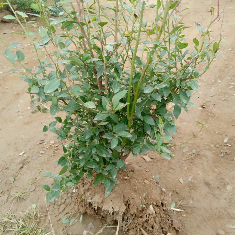 云蒙蓝莓基地供应兔眼蓝莓薄雾蓝莓种苗现挖现适卖南北方栽培