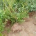 云蒙蓝莓基地供应兔眼蓝莓薄雾蓝莓种苗现挖现适卖南北方栽培
