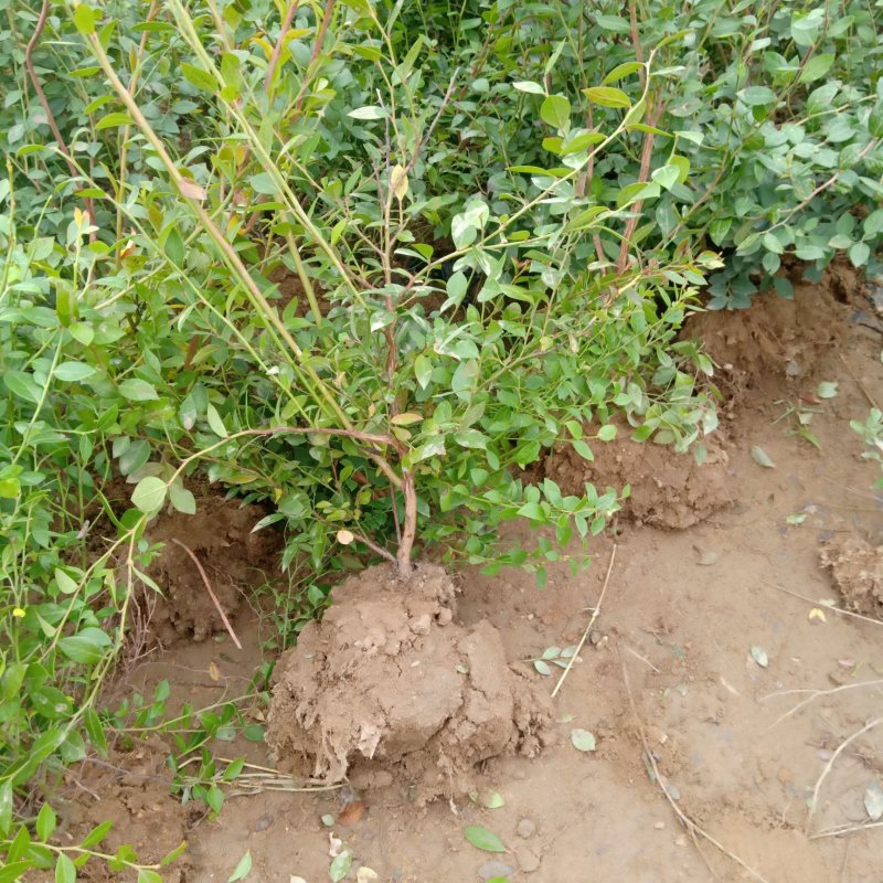 云蒙蓝莓基地供应兔眼蓝莓薄雾蓝莓种苗现挖现适卖南北方栽培
