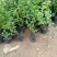 云蒙蓝莓基地供应兔眼蓝莓薄雾蓝莓种苗现挖现适卖南北方栽培