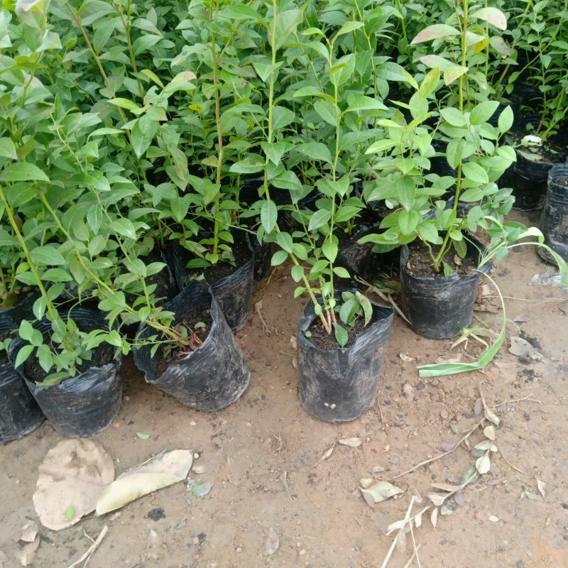 云蒙蓝莓基地供应兔眼蓝莓薄雾蓝莓种苗现挖现适卖南北方栽培