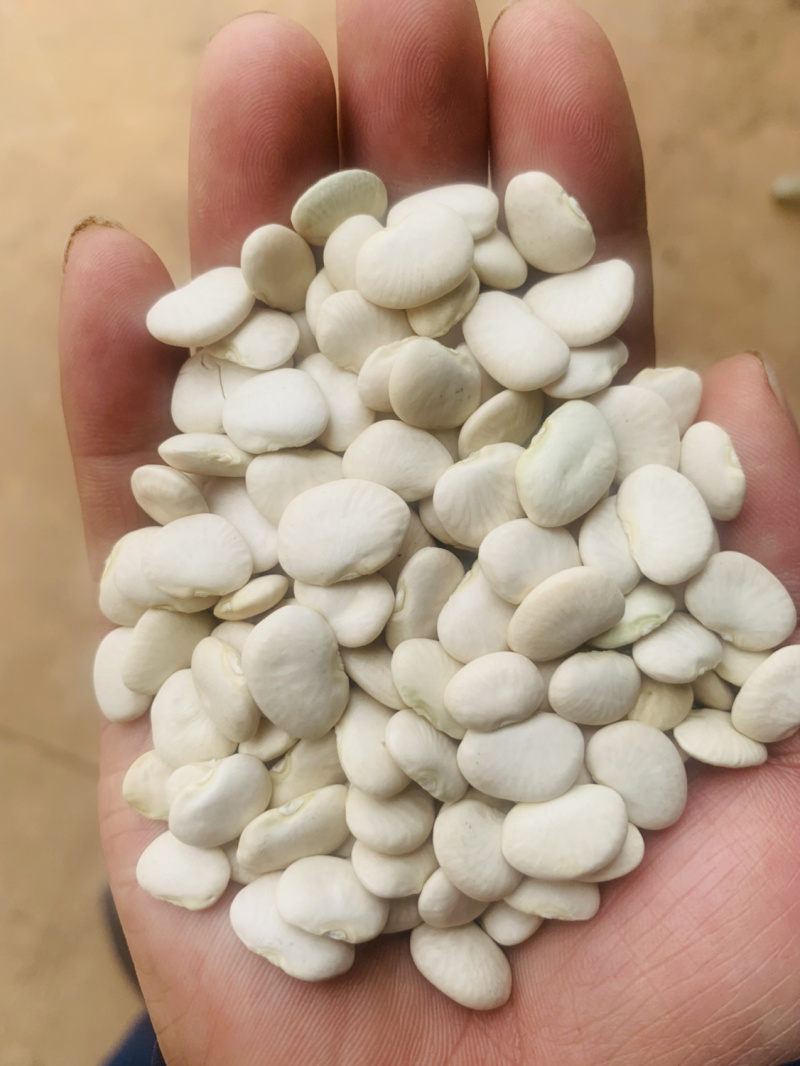 白凤豆白芸豆豆沙原料