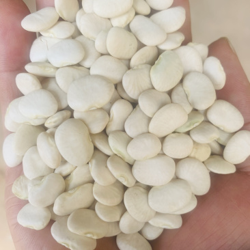 白凤豆白芸豆豆沙原料