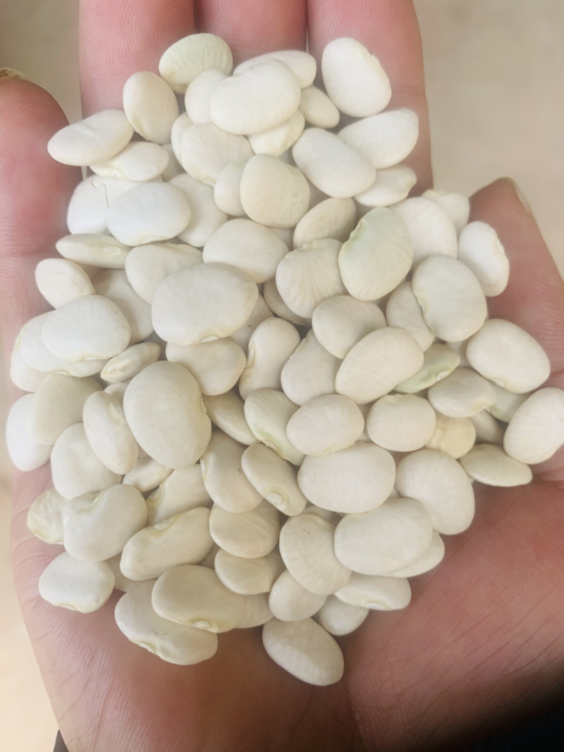 白凤豆白芸豆豆沙原料
