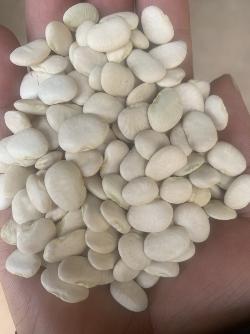 白凤豆白芸豆豆沙原料