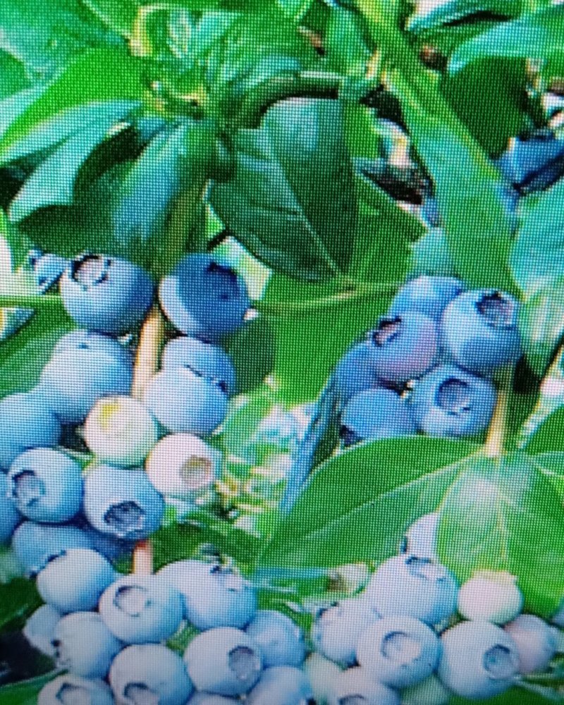 云蒙蓝莓基地供应兔眼蓝莓薄雾蓝莓种苗现挖现适卖南北方栽培