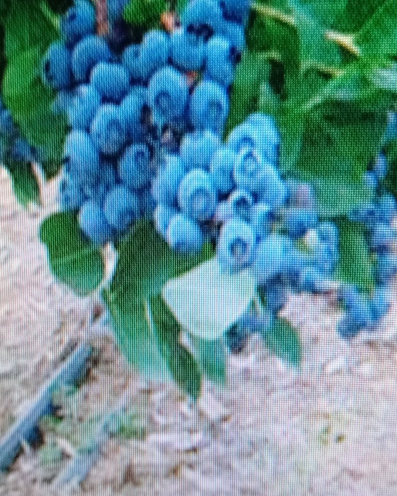 云蒙蓝莓基地供应兔眼蓝莓薄雾蓝莓种苗现挖现适卖南北方栽培