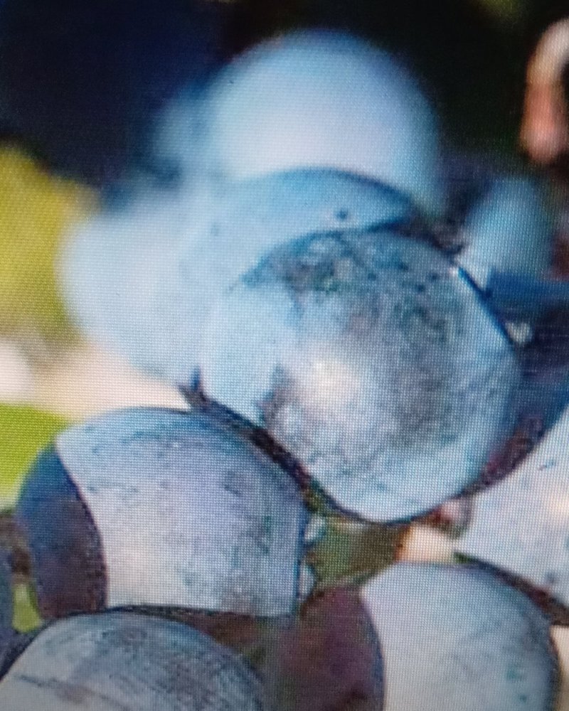 云蒙蓝莓基地供应兔眼蓝莓薄雾蓝莓种苗现挖现适卖南北方栽培