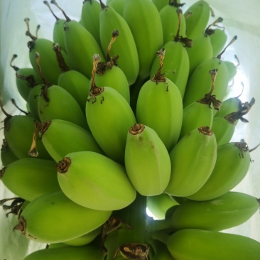 苹果蕉