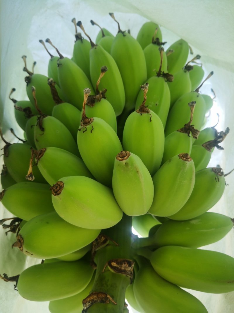 苹果蕉