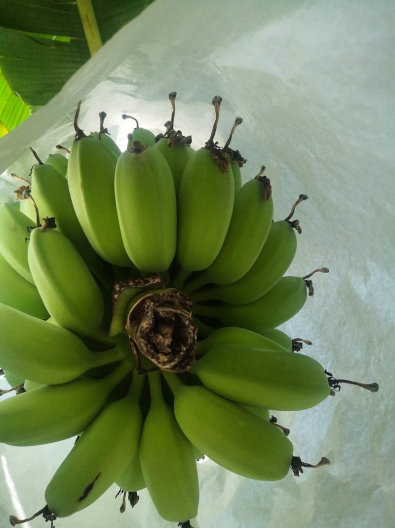苹果蕉