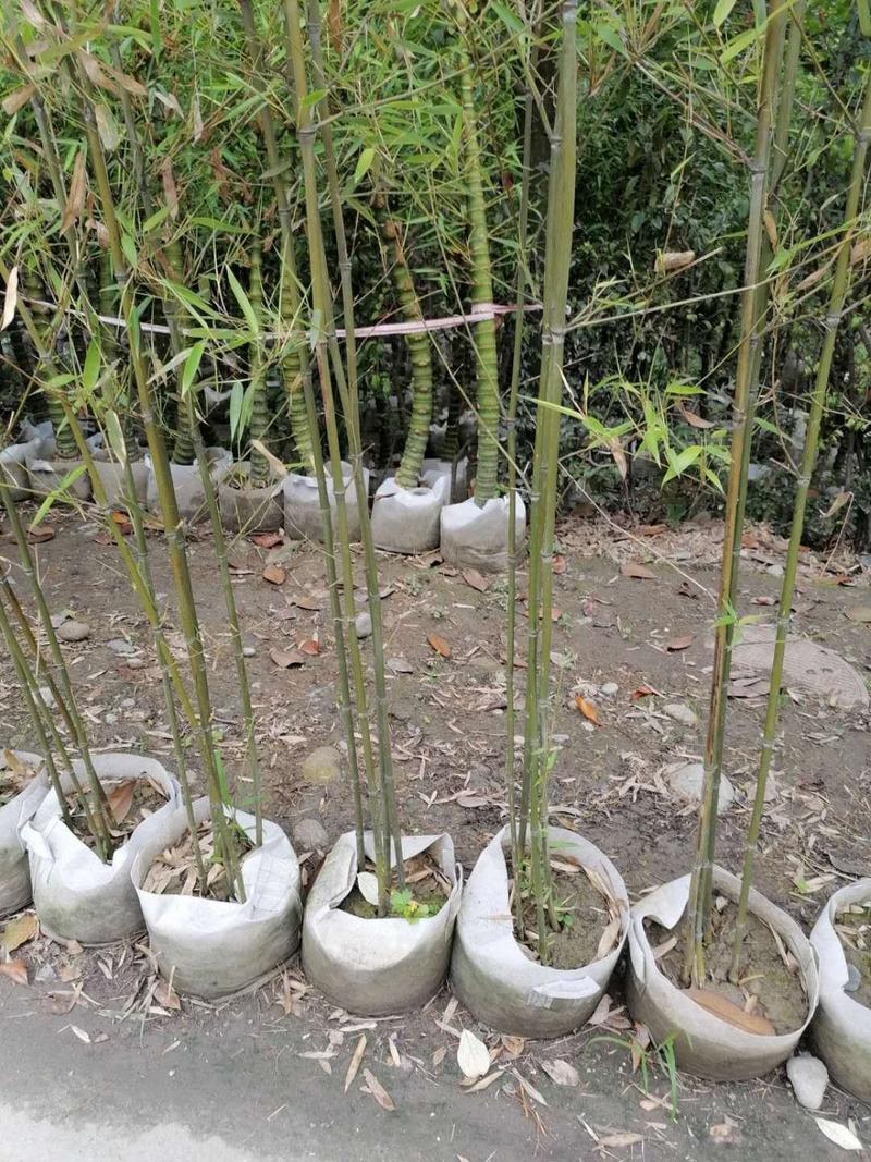 基地直销钢竹1.8-2.5米高钢竹批发
