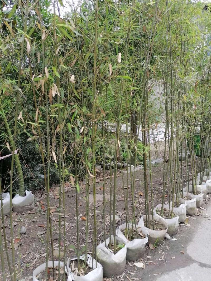 基地直销钢竹1.8-2.5米高钢竹批发