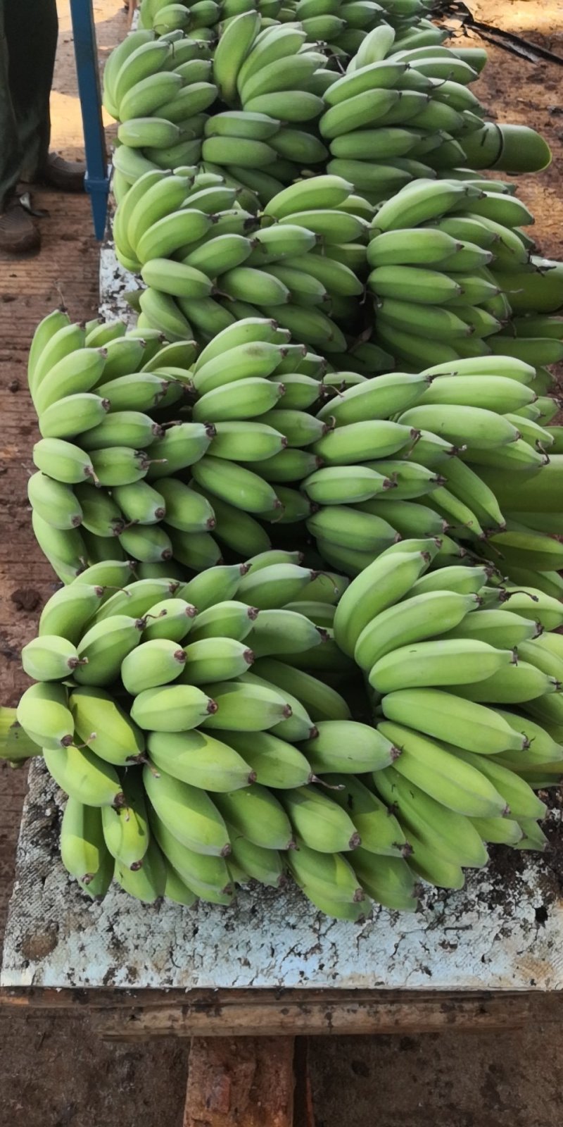 粉蕉