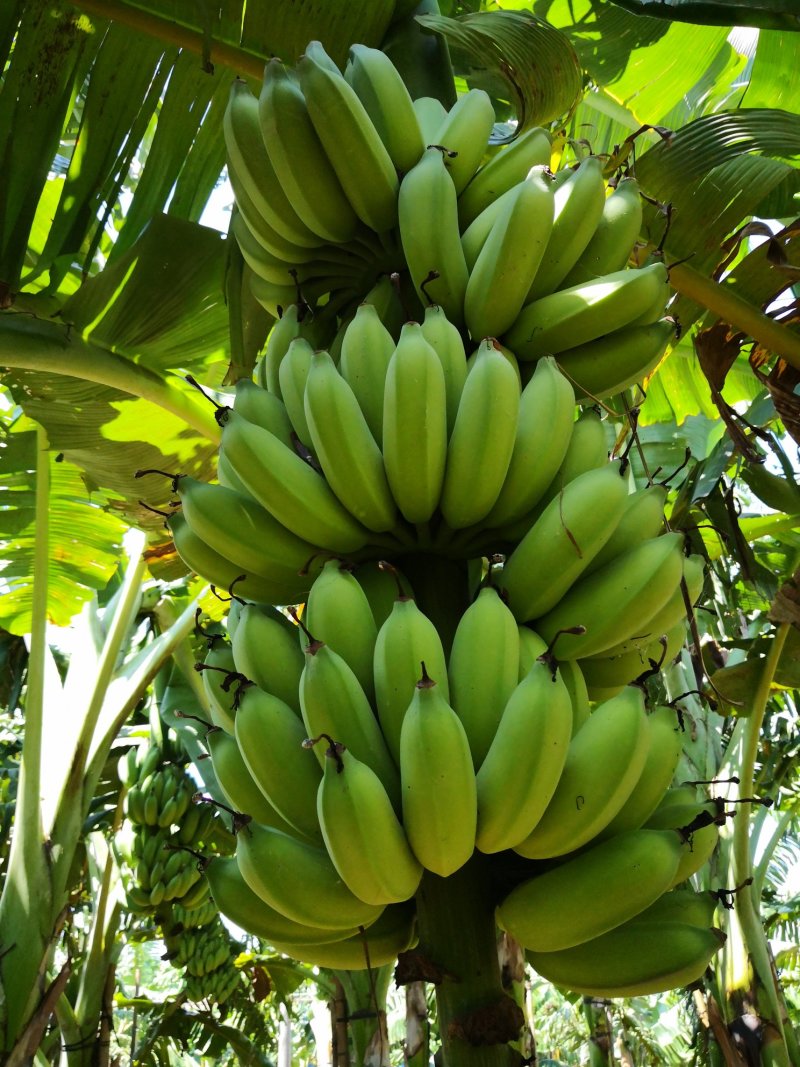 粉蕉