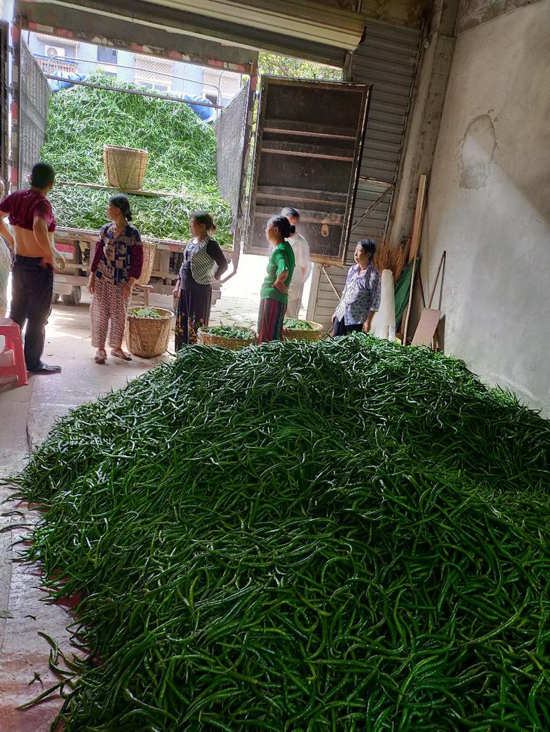 青辣椒、厚皮线椒，价格随行就市，欢迎联系！